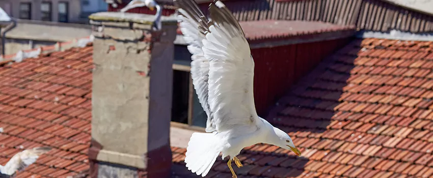 Residential Chimney Animal Removal Solution in Ruskin, FL