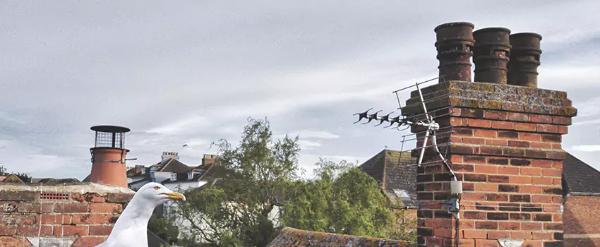 Chimney Cleaning And Restoration in Ruskin, Florida